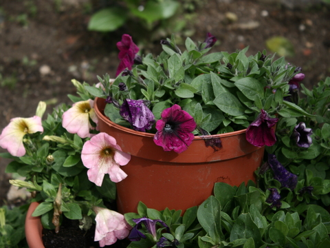 Petúnia (Petunia surfinia)
Utilizada para fins ornamentais.